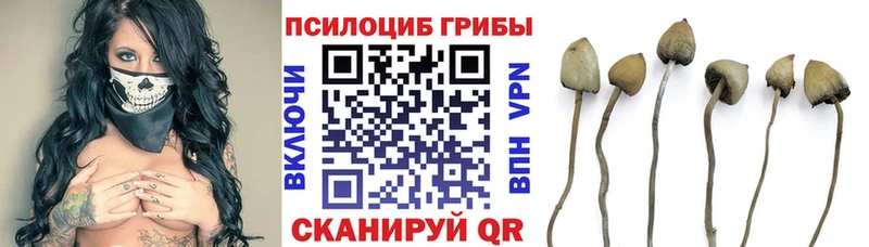 Псилоцибиновые грибы GOLDEN TEACHER  где найти наркотики  Усть-Джегута 